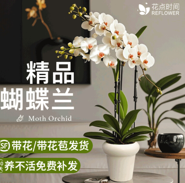 "花香四溢：精美花卉礼品"